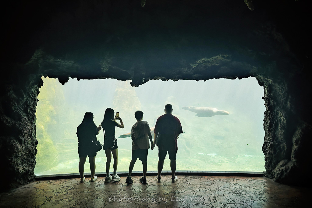 遠雄海洋公園,遠雄海洋公園住宿,遠雄海洋公園表演時間,遠雄海洋公園美人魚,遠雄海洋公園攻略,遠雄悅來,花蓮海洋公園,花蓮景點推薦,花蓮兩天一夜小旅行,遠雄海洋公園停留時間,花蓮三天兩夜,花蓮壽豐景點