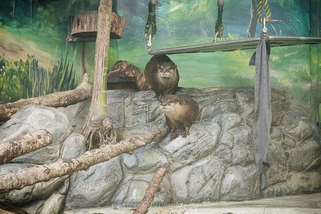 遠雄海洋公園,遠雄海洋公園住宿,遠雄海洋公園表演時間,遠雄海洋公園美人魚,遠雄海洋公園攻略,遠雄悅來,花蓮海洋公園,花蓮景點推薦,花蓮兩天一夜小旅行,遠雄海洋公園停留時間,花蓮三天兩夜,花蓮壽豐景點